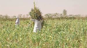 download - 2025-11-10T202509.602