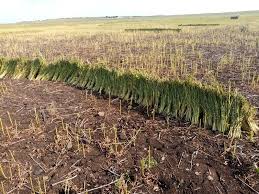 download - 2025-12-11T204901.003